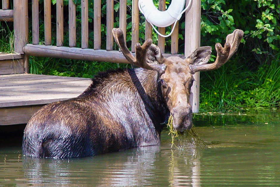 moose with antlers eating grass in pond montana