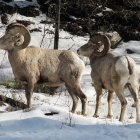 big horn sheep in montana