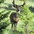 Vacation in Montana's Bitterroot Valley