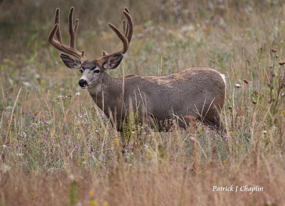 mule deer buck with velvet horns in grass