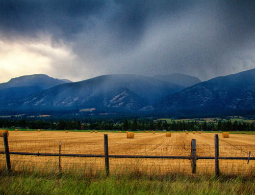 Hay Harvest