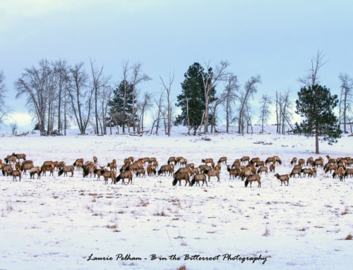 Elk on a winter pasture