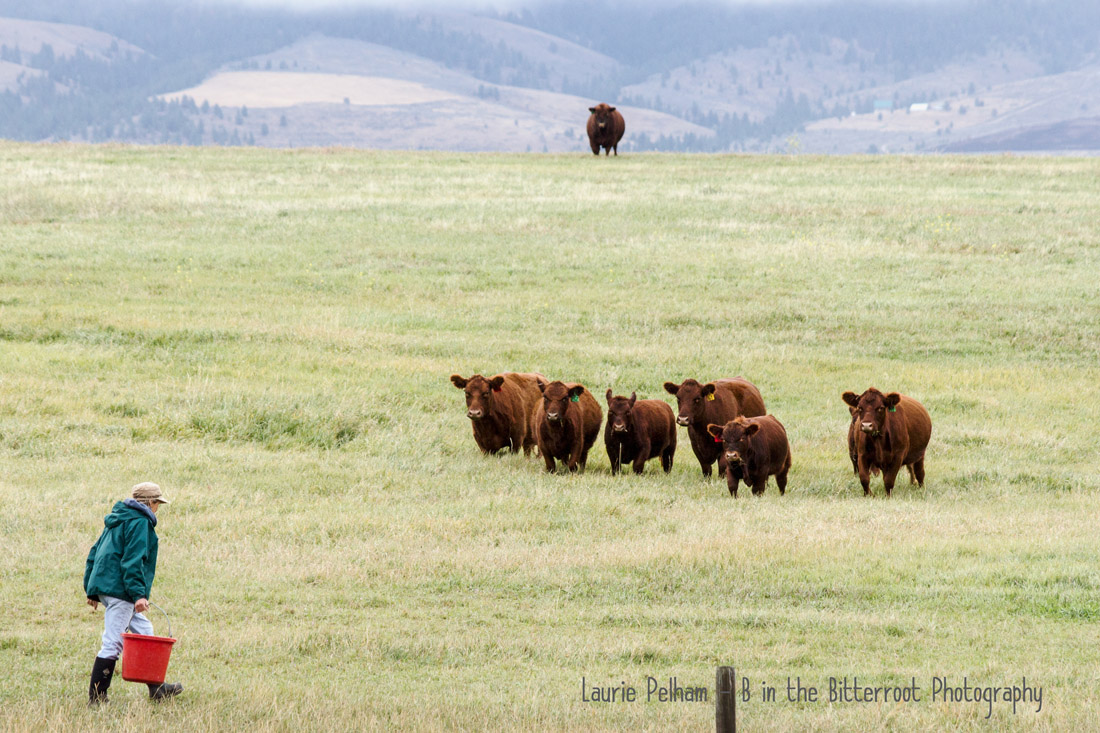 Montana Guest Ranches