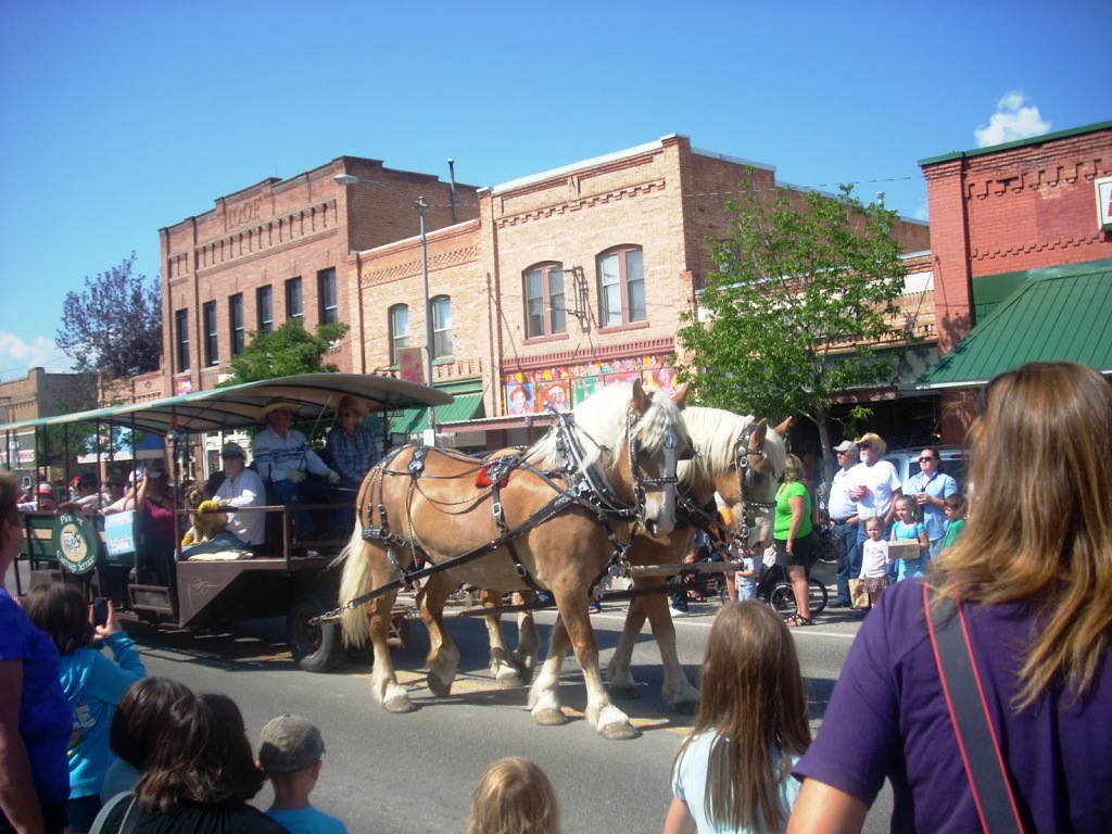 clydesdale on parade in stevensville montana creamery picnic