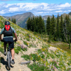 mountain biking montana wildflowers