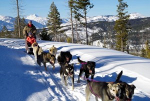 dog sledding montana vacation