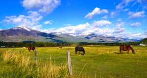 horses in montana pasture by marie christopher