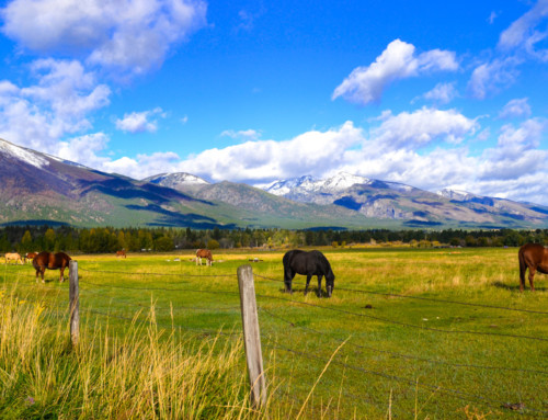 Horses in a Bitterroot Pasture