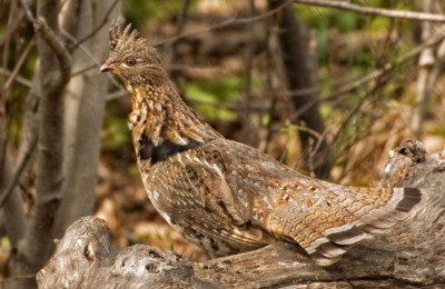 Grouse in Montana - Visit Bitterroot Valley