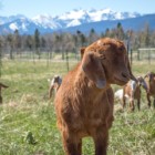 Baby goat at permaculture farm in hamilton montana