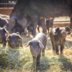 piglets approaching camera