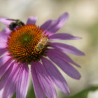 bee on a flower