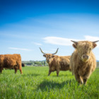 Scottish Highland cattle at ABC Acres Hamilton, Montana