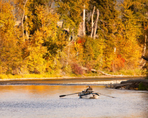 fisherman in drift boat on bitterroot river in fall colors