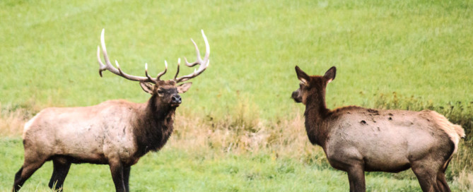 bull elk and cow elk in field